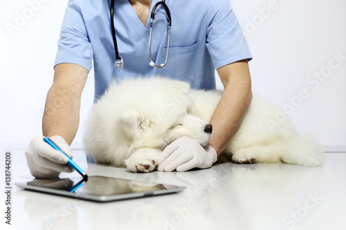 Fototapeta Naklejka Na Ścianę i Meble -  Veterinarian examining dog with digital tablet, in vet clinic table