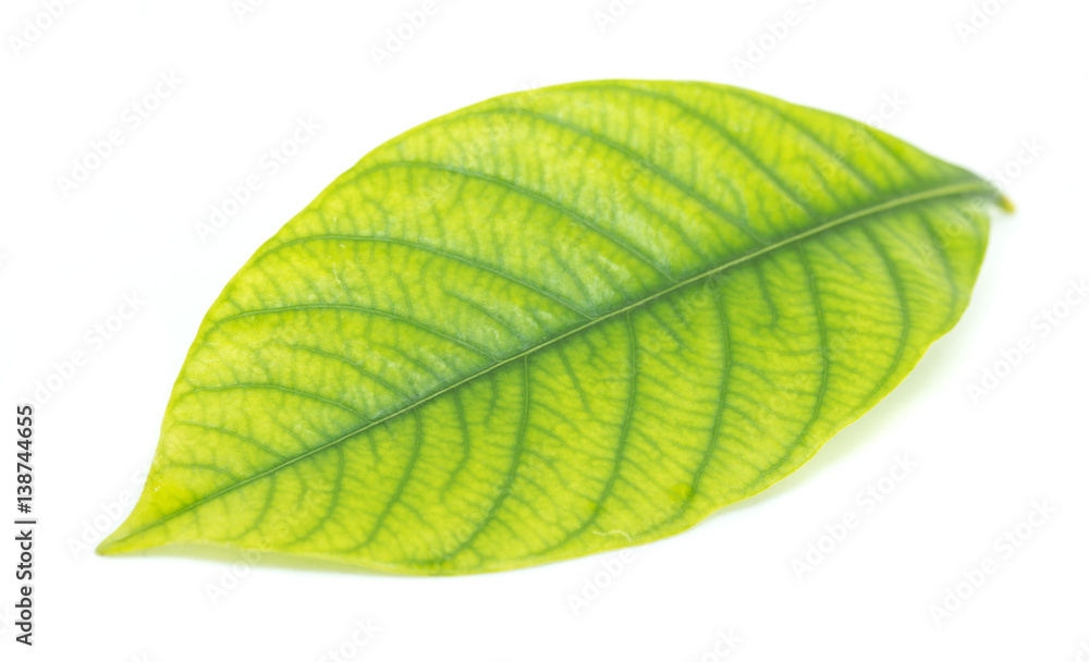 Green leaves isolated on white background Green leaves isolated on white background