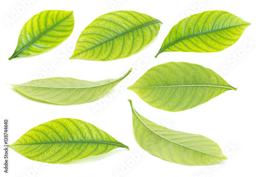 Green leaves isolated on white background