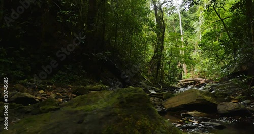 Small river in the jungle