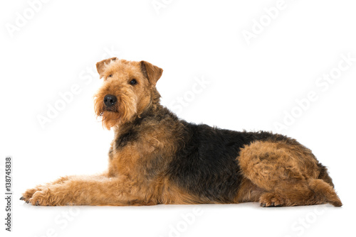 Konstfotografi Airedale Terrier