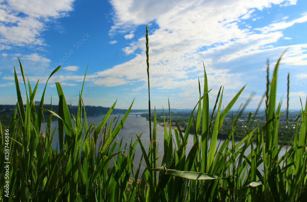 green grass against the blue sky green grass against the blue sky