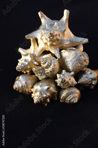 Golden Seashells 