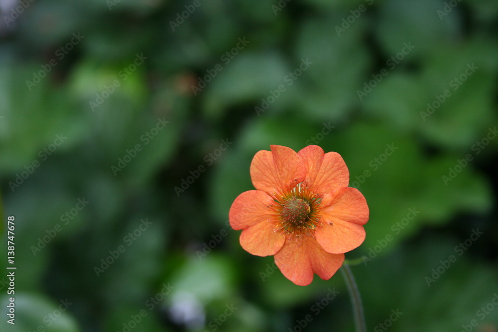 Little Orange Flower