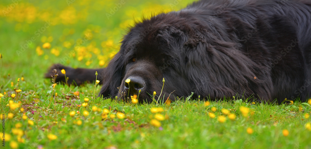 Fototapeta premium LANDSEER TERRENEUVE