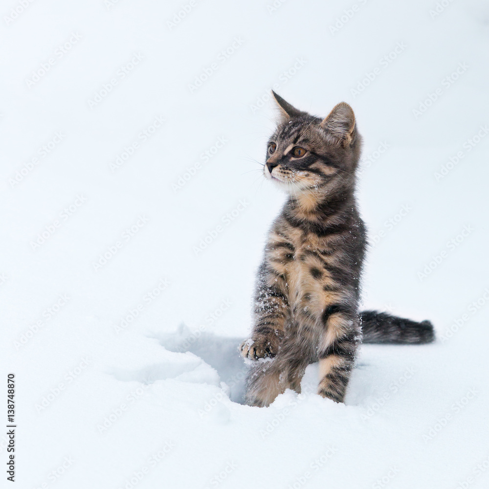 Little kitten in the frozen snow. Little kitten in the frozen snow.
