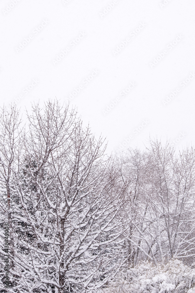 Snow Covered Branches and Trees on a cold Winter day Snow Covered Branches and Trees on a cold Winter day