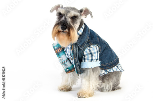 Valokuva schnauzer dog wearing jeans vest on white background