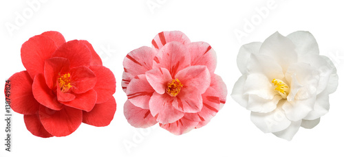 Fotografia Camellia flowers isolated