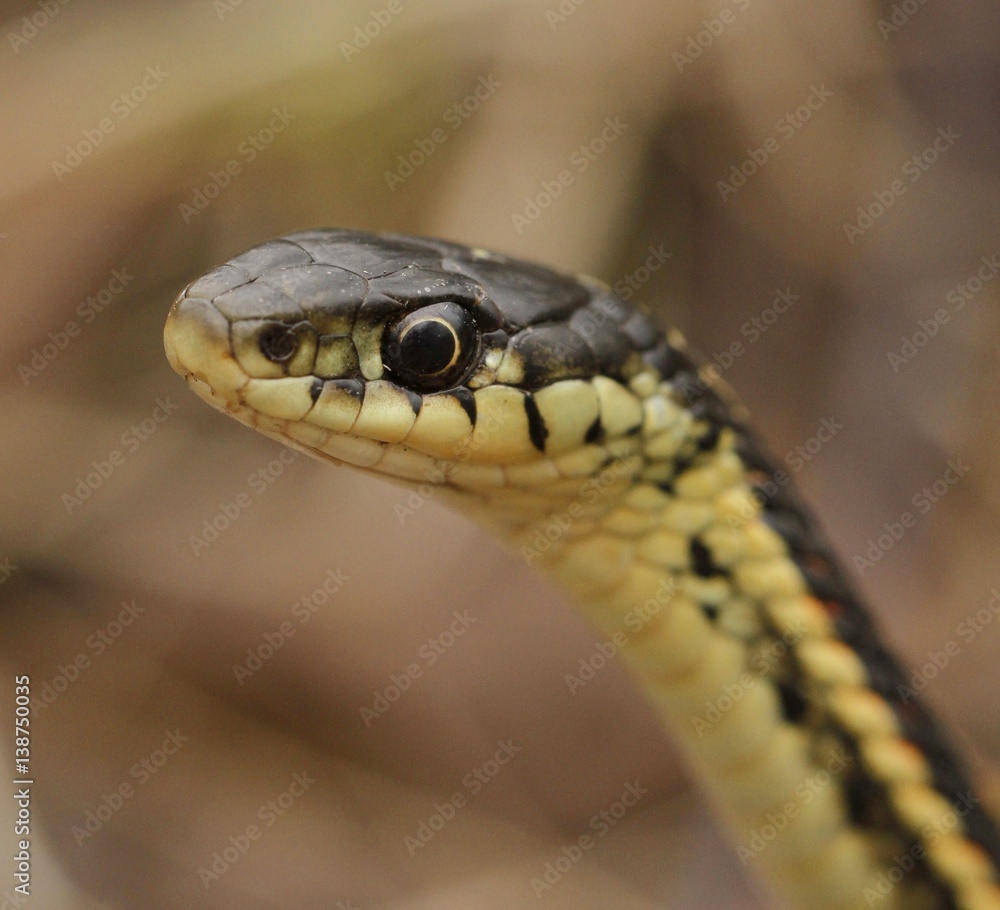 Fototapeta premium Red sided garter snake Thamnophis sirtalis parietalis in Narcisse, Manitoba, Canada.