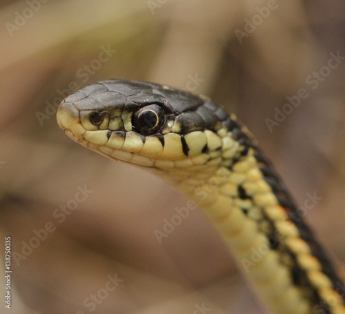 Red sided garter snake Thamnophis sirtalis parietalis in Narcisse, Manitoba, Canada.
