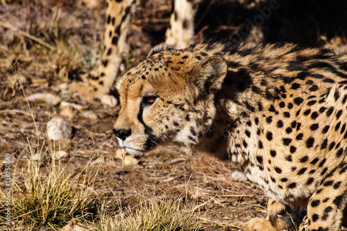 Namibia - Gepard beim Game Drive