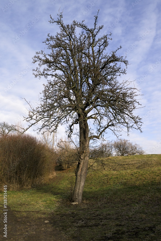 Obraz premium large tree in spring landscape