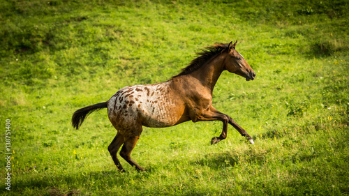 Horse on a meadow in the Slovakian region Orava