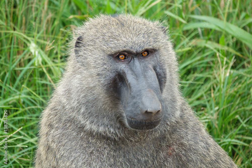 Olive baboon or Anubis baboon portrait in Uganda Olive baboon or Anubis baboon portrait in Uganda