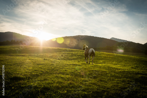Fototapeta Naklejka Na Ścianę i Meble -  View of a horse in the Slovakian region Orava