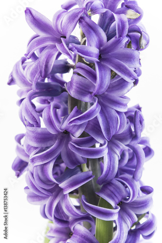Purple Hyacinth on White Background © simonidadj