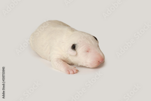 Bull Terrier puppy, 10 days old, lying over white background