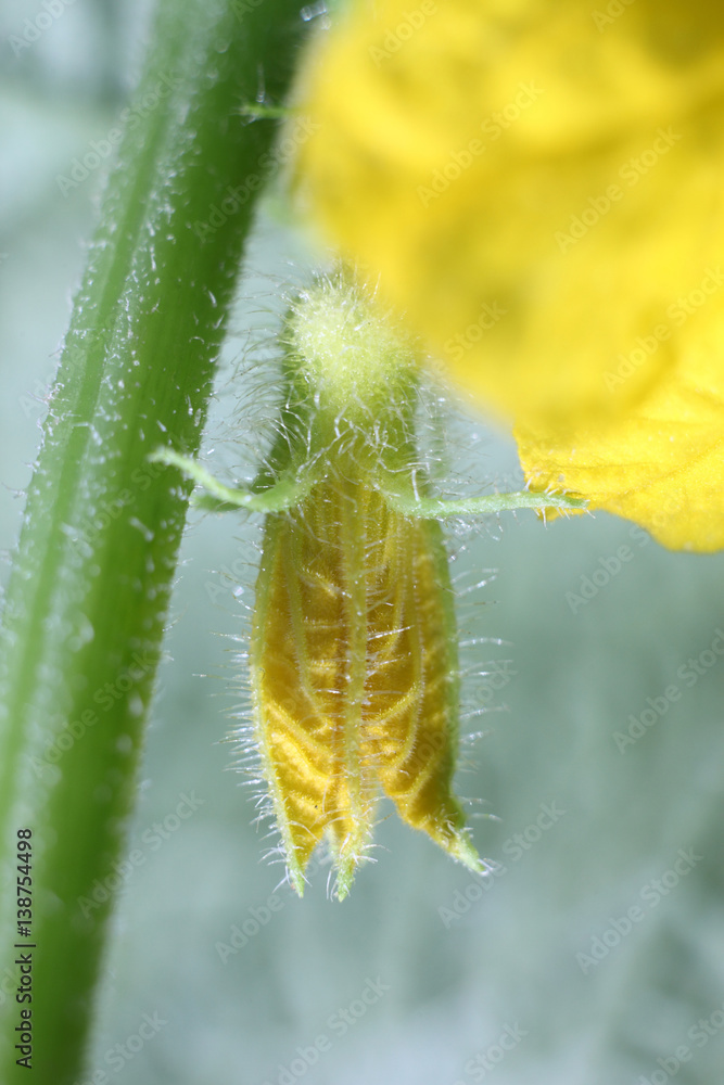 Fototapeta premium cucumber flower/ yellow flower of a cucumber from close range. Macro photography.