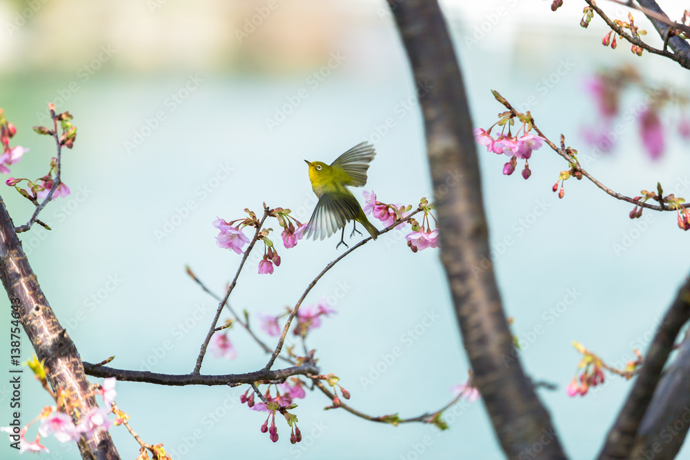 white-eye and Kawazu cherry tree