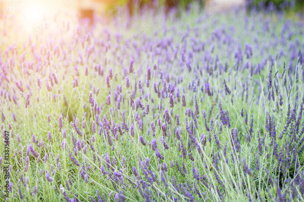 Fototapeta premium Lavender flower field at sunset, fresh purple aromatic flowers for natural background.