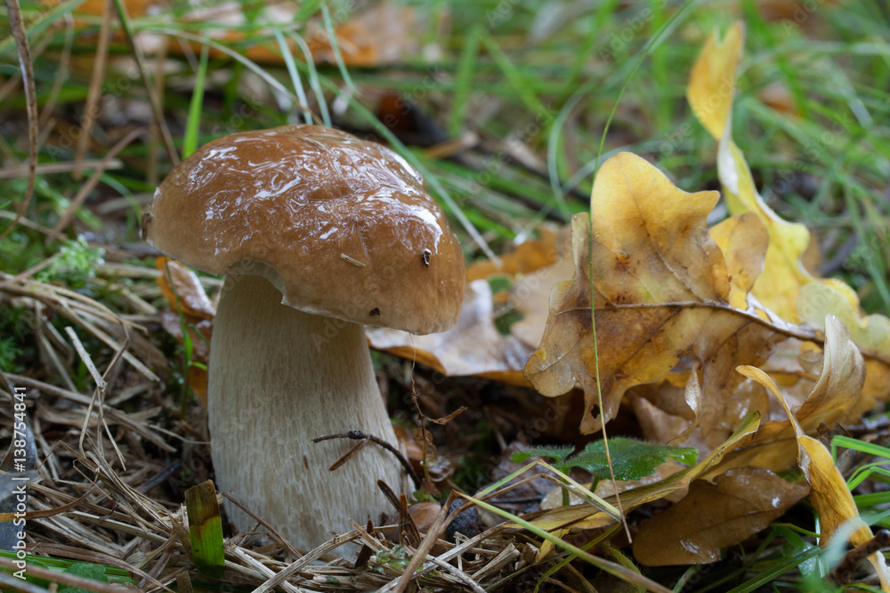 Boletus reticulatus (also known as Boletus aestivalis). Photo has been taken in the natural forest background. Boletus reticulatus (also known as Boletus aestivalis). Photo has been taken in the natural forest background.