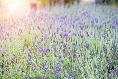 Lavender flower field at sunset, fresh purple aromatic flowers for natural background.
