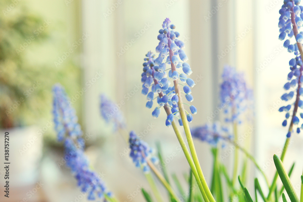 Naklejka premium Spring flowers - muscari