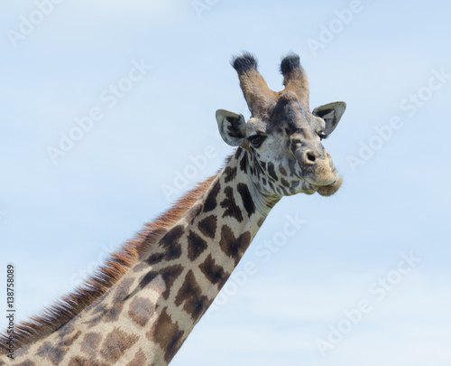 Fototapeta Naklejka Na Ścianę i Meble -  Wild Giraffe