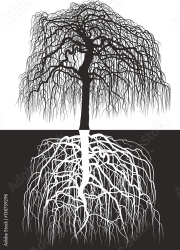 Wisteria tree along with roots