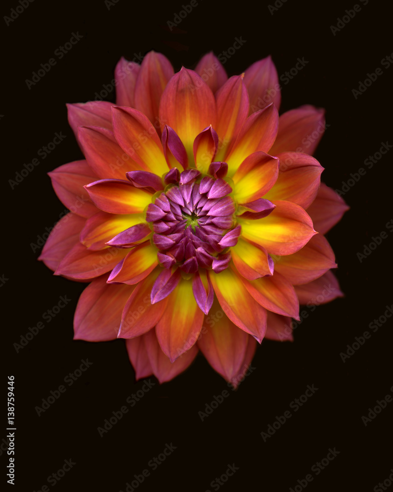 dahlia flower dahlia flower