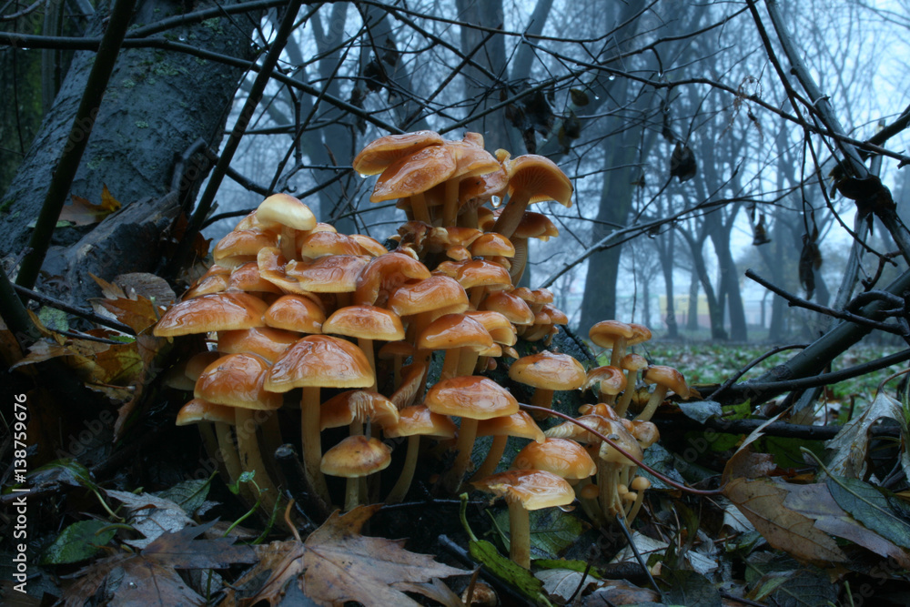 Flammulina velutipes. Photo has been taken in the natural forest background. Flammulina velutipes. Photo has been taken in the natural forest background.