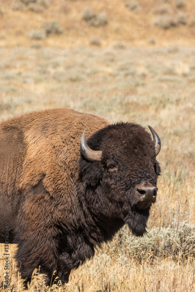 Bison Bison