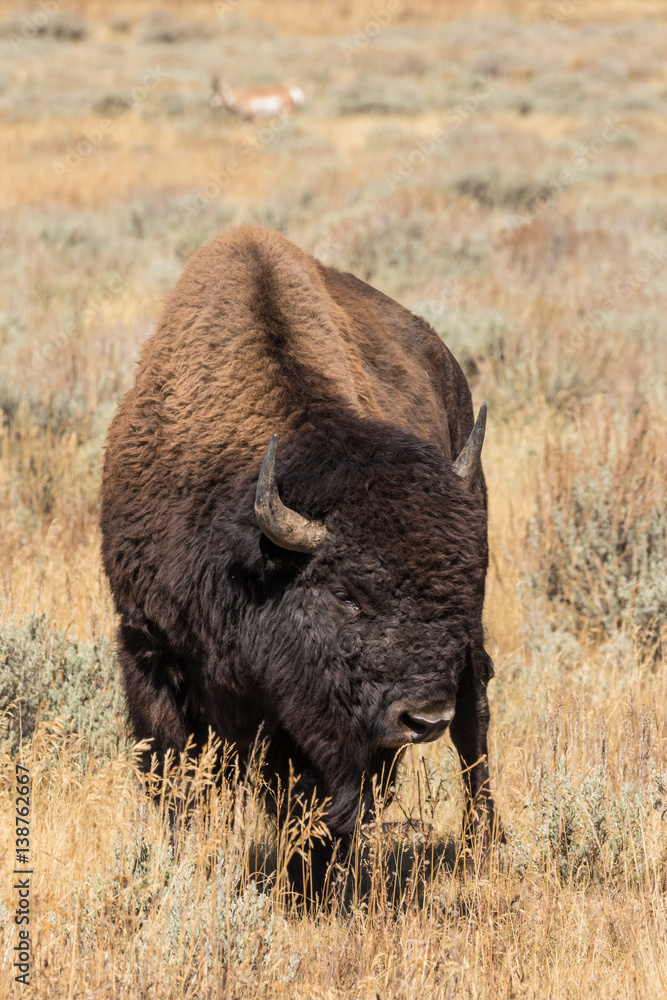 Bison Bison