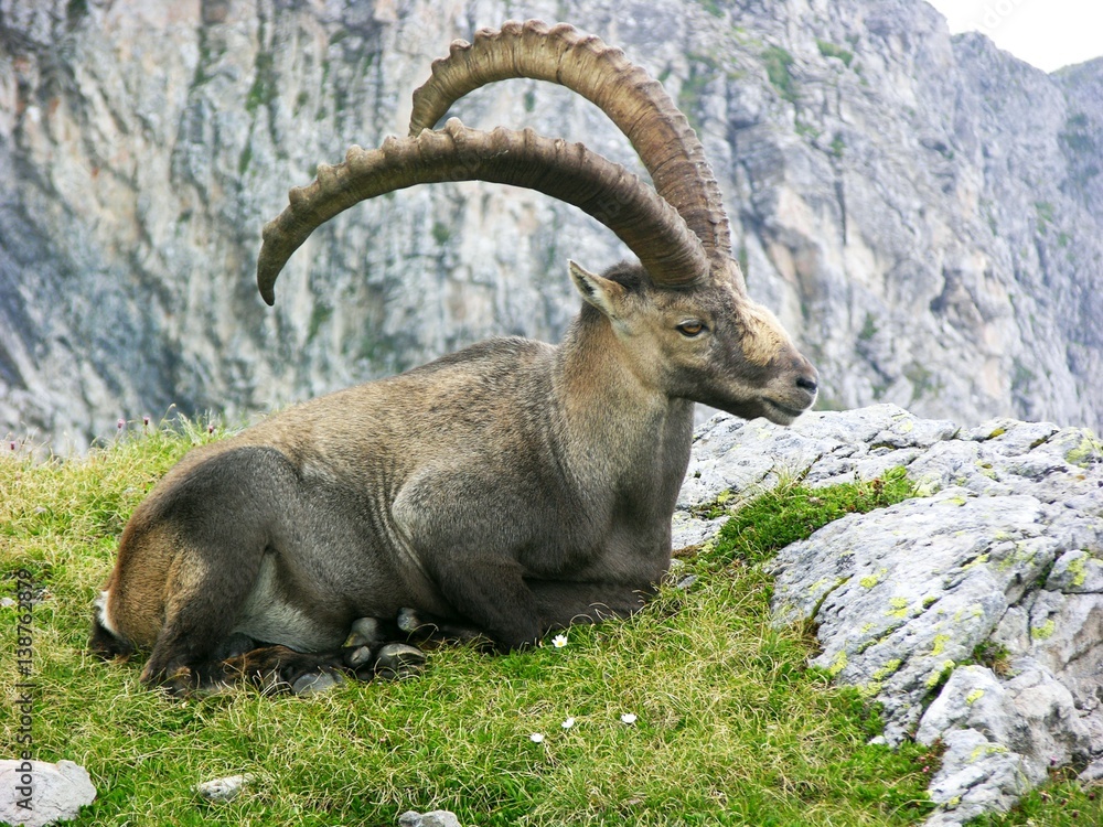 Mächtige alte Alpensteinböcke (Capra ibex) am Tälli-Klettersteig, Tällistock, Gadmen, Schweiz