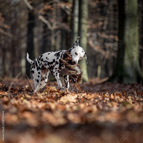 hunting a pheasant