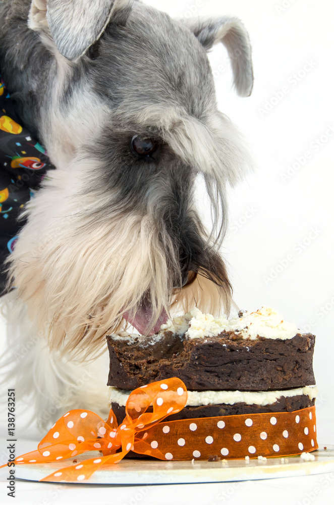 What Happens If A Dog Eats Chocolate Cake
