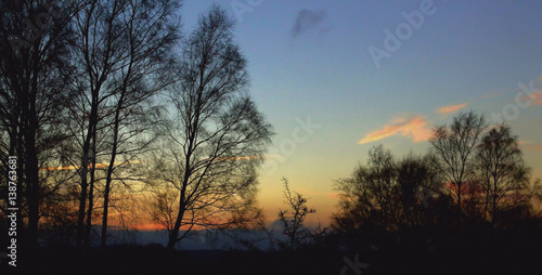 Filigrane Bäume vor einem Abendhimmel