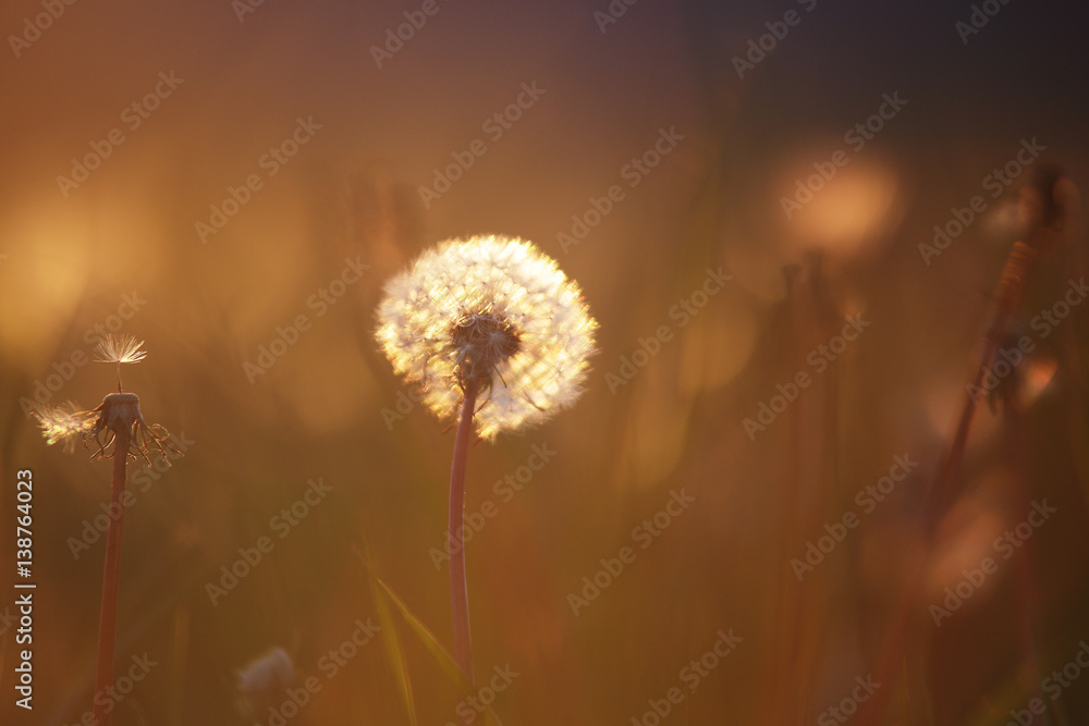 Dandelion on meadow in evening closeup