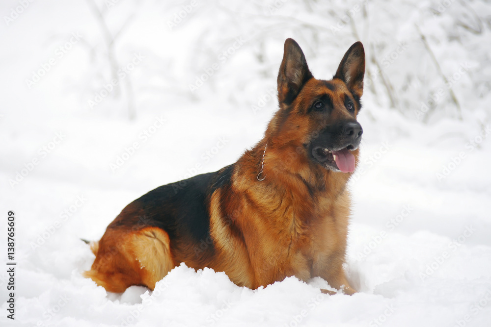 Obedient German Shepherd dog lying down on a snow in winter forest