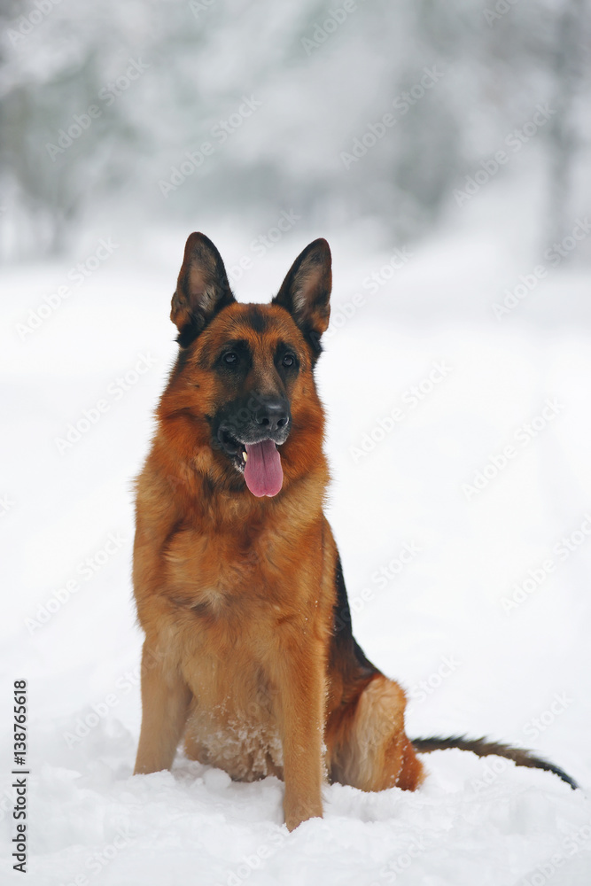 Obedient German Shepherd dog sitting on a snow in winter forest