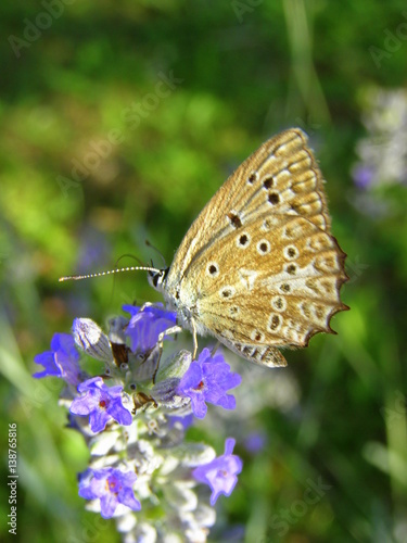 Motyl i kwiaty lawendy © bnorbert3
