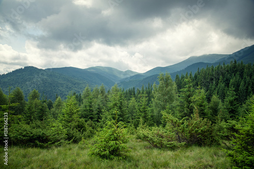 beautiful forest landscape in the Carpathian mountains © badahos