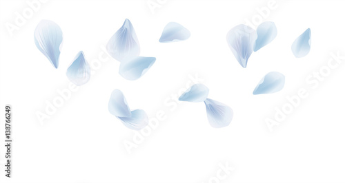 Wallpaper Mural White Blue flying petals isolated on White background. Sakura Roses petals. Vector  Torontodigital.ca