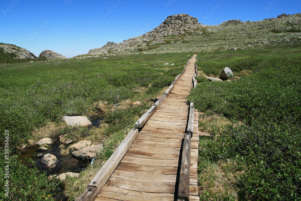 wooden raised trail