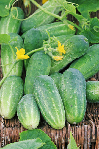 Harvest of cucumbers