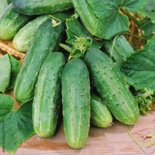 Harvest of cucumbers on old timber