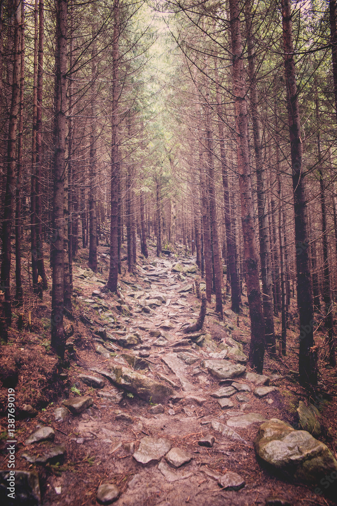 path in the forest in the Carpathian mountains path in the forest in the Carpathian mountains