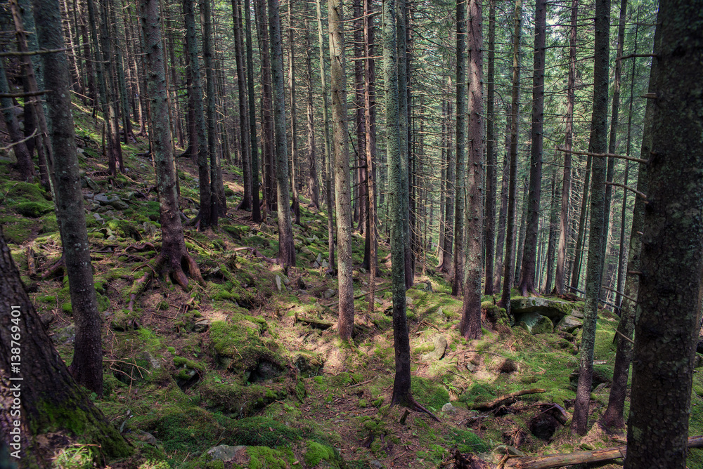 path in the forest in the Carpathian mountains path in the forest in the Carpathian mountains