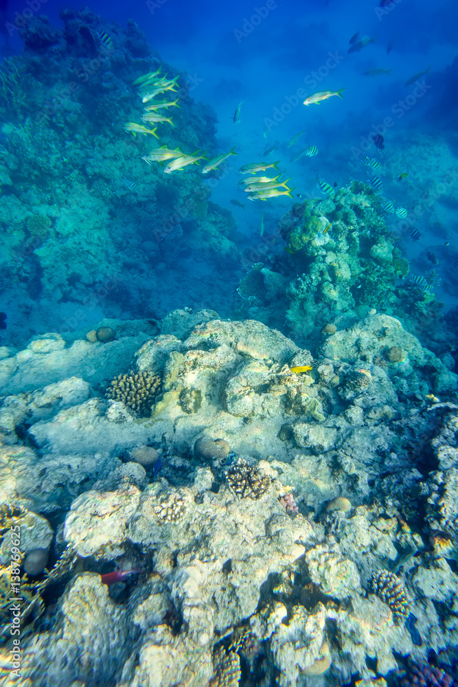 Fototapeta premium beautiful and diverse coral reef of the red sea with fish